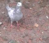 গিরিবাজ কবুতà¦