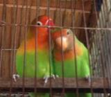 লাভ বার্à¦