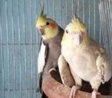 Cockatiel (কাকাতুয়া