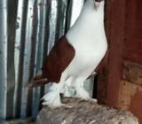 রানিং সিরাজà¦