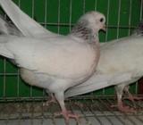 ২ জোড়া কবুতর বেবি বিক্রি হবà§