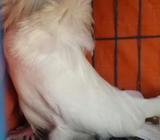 জেকোবিন এক জোরা কবুতর রানিং ডিম নিয়ে বসে আছà§