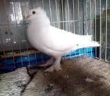 পারভিন রানিং নà¦