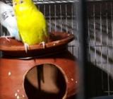 সখের পোসা:পাখà¦