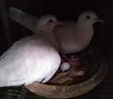 রানিং ঘুঘà§