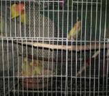 লাভ বার্ড বেবি (রেড হেড অপালাইন