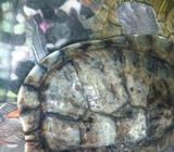 Turtle sale