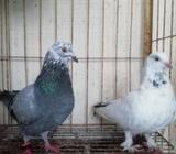 গিড়িবাজ কবুতà¦