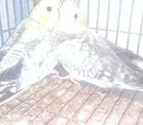 Cockatiel paki