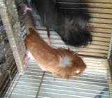 আলমনড নর জেকবিন মাদি রানিগ পেয়াà¦