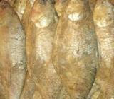 নোনা ইলিà¦