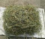 HAY for Rabbit