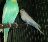 budgerigar