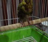 বাজিগার পাখà¦