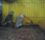 budgerigar baby