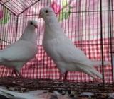 1pair chuithal indian kagzi for sell