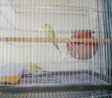 ৯ টা বাজিগর পাখি বিক্রি করা হবেà¥