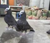 mukkhi(চকোলেট কালার