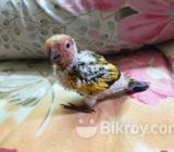Sun conure baby