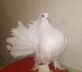 লক্ষা মাদà¦