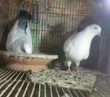 করাচি কালদোম বিক্রয় হবে। হায় ফ্লাà¦