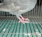 কবুতর বিক্রি হবে উত্তরাতà§