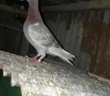 ২-পিস রেসার বিক্রি হবে মেইল সাইà¦