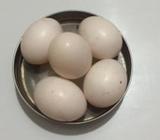 গিরিবাজের ডিà¦