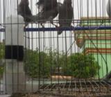 পাঁচটি জাভà¦