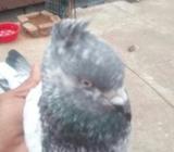 খুব বালো জাতের কবুতà¦