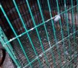 খাচা বিক্রি হবেà¥