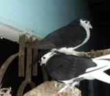 দেশি সিরাজি কবুতà¦