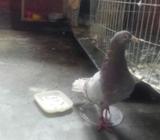 redraker pigeon