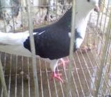 gre bage kubutor