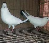 কবুতà¦