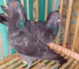 মাকসি গিরিবাà¦