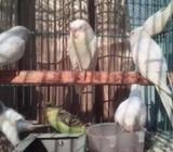 বাজরিগার পাখি(সেমি এডাল্ট)à¥
