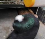 কালো মুক্ষি নà¦