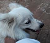Japanese Spitz