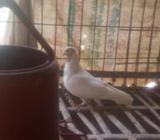 গিরিবাজ মার্দà¦