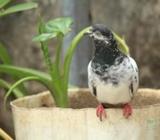 kobutor জাকগলা মাদি কবুতà¦