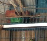 রানিং ককাটেল ৫ ডিম সà¦