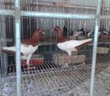 মেকপাই কবুতà¦