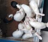 খরগোশ ও গিনিয়াপিà¦