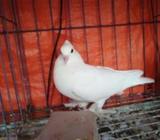 লোটন মাদà§