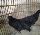 কাদাকনাথ 3 মাস