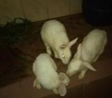 4 মাস বয়সি ইন্ডিয়ান খরগোà¦
