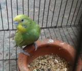 lovebird (১ টা