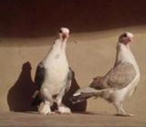 satin baybe pair