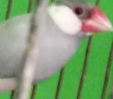 ‌সিলভার জাবা মেà¦